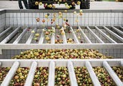 Es ist Hochsaison in der Mosterei Möhl. Diesen Herbst werden voraussichtlich 30 000 Tonnen Mostobst gepresst. (Bild: Mareycke Frehner)