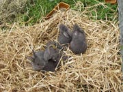 Streichelgehege stellen eine extreme Stresssituation für die Tiere dar. (Bild: PD)