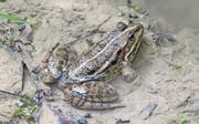 Hansjörg Sieber ist überzeugt: «In meinen Biotopen beim Kieswerk in Diepoldsau hat der Seefrosch Einzug gehalten.» (Bild: depositphotos/thomaslenne)