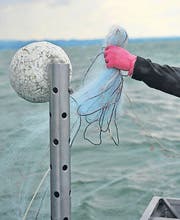 Die Berufsfischer wollen wieder mehr Fische fangen. (Bild: Archiv)