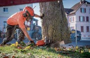 Die Kastanienbaumallee vor dem Schulhaus Ebnet in Andwil wird durch Mannes- und Maschinenkraft innert weniger Stunden gefällt. (Bild: Urs Bucher)