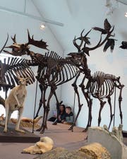 Der Flawiler Rothirsch (rechts) neben dem grösseren und um einige Jahrhunderte älteren Skelett des Niederwiler Elchs. (Bild: Johannes Rutz)
