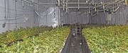 Zweifach illegal: Einbruch in Indoor-Hanfanlage (Bild: Kapo TG)