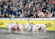 «Keine Reklamationen bezüglich der Moderation»: Säulirennen an der Olma. (Bild: Ralph Ribi (12.10.2017))
