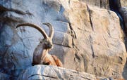 Die Steinböcke sollen auch im renovierten Wildpark Peter und Paul ihre Ruhe geniessen können. (Bild: Urs Bucher)