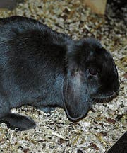 Angelina, Zwergwidder-Kaninchen, sucht auf Frühling einen Platz in einem Aussengehege.