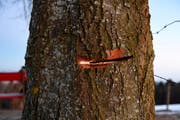 Der Baum wurde vermutlich mit einer Motorsäge beschädigt. (Bild: Klaus Stadler)