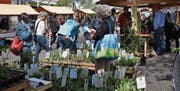 Der Setzlingsmarkt feierte im vergangenen Frühling eine erfolgreiche Premiere. (Bild: Kathrin Meier-Gross)