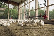 Der Wintergarten darf von den Mastpoulets ab dem 21. Lebenstag benutzt werden, allerdings nur, wenn die Mindesttemperatur 12 Grad beträgt. Sonst drohe Erfrieren. (Bild: pd)