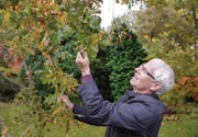 Hanspeter Schumacher, Leiter des Botanischen Gartens, zeigt den Ast einer Eiche im herbstlichen Kleid. (Bild: Ralph Ribi)