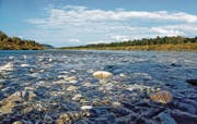 Der Rhein bei Rüthi: Bei dem aktuell niedrigen Wasserstand rieselt der Fluss über breite Kiesbänke. Doch gleich daneben gibt es mannstiefe Rinnen mit starker Strömung. (Bild: Wisi Langenegger)