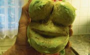 Der Frosch-Kohlrabi wird nun in der Küche ausgestellt. (Bild: PD)