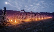 Landwirt Raphael Popp stellt am Dienstagabend Frostkerzen auf zwischen seinen Kirschbaumreihen in Berg. (Bild: Ralph Ribi)