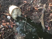 Der Bach wurde mit Frischwasser gespült. (Bild: Kapo SG)