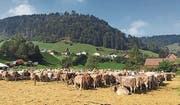 Ordentlich: Der Schauplatz in Brunnadern mit allen aufgeführten Tieren.