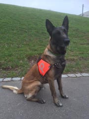 Der Polizeihund H'Jaro fasste einen russischen Staatsbürger, der von der Polizei flüchtete. (Bild: Kapo AR)