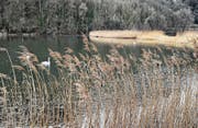 Am Wichensteiner Seeli wird man die Vögel bald aus dem Verborgenen beobachten können, ähnlich wie hier im Neeracherried. (Bild: BirdLife Schweiz)