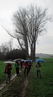 Für den letzten Streckenabschnitt mussten die Toggenburger Seniorenwanderer den Regenschirm auspacken. (Bild: PD)