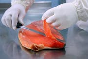 Balik-Lachs (Bild: PD)