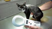 Mit einem speziellen Gerät liest der Tierarzt den Chip und findet so heraus, wem das Tier gehört. (Bild: Nana do Carmo)