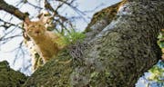 Tierschützer und Tierärzte fordern, dass wilde Katzen kastriert werden. Verantwortlich dafür ist, wer die Katze regelmässig füttert. (Bild: Urs Jaudas)