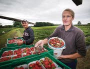 Etwa 20 Prozent der Erdbeeren sind faul: Roman Schildknechts Bruder Cornel auf dem Erdbeerenfeld in Beggetwil, Mörschwil. (Bild: Ralph Ribi)