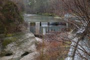 Das Fischsterben in der Thur im August 2015, 2016 und 2017 traf nur Bachforellen unterhalb der Staumauer beim Soorpark. (Bild: Martin Knöpfel)