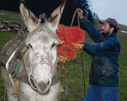 Schafhirte Boro Stoilov lädt dem Esel Zäune auf, welche für die Umzäunung der Schafherden auf- und wieder abgebaut werden. (Bilder: Patricia Wichser)