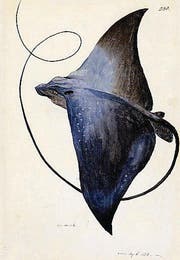Georg Forster: Adlerrochen.