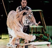 Der Mexikaner Victor Guillaumin zeigt im Circus Royal Tricks mit fünf Bengalischen Tigern. (Bild: Alexander Leumann/PD)