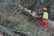 Bevor der Stamm abtransportiert wird, müssen ihn die Arbeiter entasten. (Bild: Anina Rütsche)