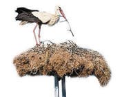 Stork in a nest with two young storks (Bild: (112974345))