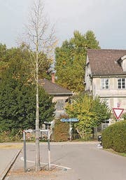 Die Tage des umstrittenen Baumes sind gezählt. (Bild: ahi)