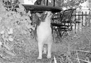 Gingen diesen Sommer auch immer wieder in die Fotofalle: eine Hauskatze an der Metallstrasse. (Bilder: PD/Aktion Stadtwildtiere St. Gallen)