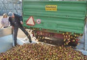 Im Oktober hat die Mosterei in Henau Hochsaison. Die Landwirte laden täglich tonnenweise Mostobst ab.