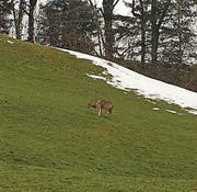 Dieser Wolf wurde vor wenigen Tagen in Nesslau gesichtet. (Bild: pd)