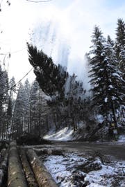 Mit Getöse und grossem Schneegestöber fällt der Baum quer über die Dickenstrasse. (Bild: Urs M. Hemm)