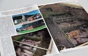 Das Magazin «VgT-Nachrichten» des Tierschützers Erwin Kessler ist auch in Toggenburger Briefkästen gelandet. Auf den Bildern sind laut Kessler Zustände zu sehen, unter denen die Schweine in diesem Bütschwiler Betrieb «ein Leben lang leiden». (Bild: Martina Signer)