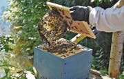 Seit die Varroamilbe die Bienen befallen hat, ist die Imkerarbeit viel aufwendiger und komplizierter. (Bild: Sabrina Schmid)