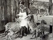 Im Wildpark werden die Kitze mit verdünnter Kuhmilch gefüttert (ca. 1906). (Bild: Archiv Wildpark Peter und Paul)