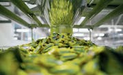 Nestlé ist im Swiss Market Index am stärksten gewichtet. Hier wird Nesquik-Süssware verpackt. (Bild: Andrey Rudakov/Bloomberg (Samara, 16.9.2014))