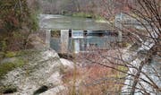 Das Fischsterben in der Thur im August 2015, 2016 und 2017 traf nur Bachforellen unterhalb der Staumauer beim Soorpark. (Bild: PD)