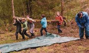 Die Jugendlichen der Klasse 1bNP der Kanti Wil säubern ein Waldstück in der Mistelegg. (Bild: Urs M. Hemm)