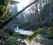 Bis auf Weiteres dürfen die Wasser der Thur unbedarft weiterfliessen. Ausser den bereits bestehenden Kleinwasserkraftwerken im Flusslauf werden derzeit keine neue gebaut. (Bild: Olivia Hug/Februar 2014)