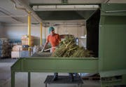 Kamillenkräuter beim Familienunternehmen Dixa, das auf nachhaltige Produkte setzt. (Bilder: Benjamin Manser (St. Gallen, 23. August 2017))