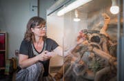Jsabella Feldmann füttert ihren Chuckwalla, einen Vegetarier, mit einer Blume. «Er liebt alles, was knallrot und gelb ist», sagt die Engelburgerin, die die Echse vor fünf Jahren übernahm, nachdem diese nichts mehr gefressen hatte. (Bilder: Benjamin Manser)