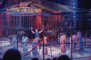 Die Hauptattraktion des Circus Royal sind die Löwen mit ihrem Dompteur Bruno Gaffo. Gegen die Tierhaltung protestieren aber Tierschützer. (Bild: Andrea Stalder)
