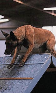 Faszination Agility. (Bild: pd)