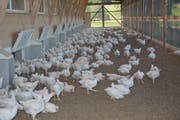 Ob Legehühner oder Mastpoulets (im Bild): Die Nutzhuhn-Haltung nimmt im Toggenburg weiter zu. Auf jeden Einwohner kamen 2016 rund 3,5 Hühner. (Bild: Beat Lanzendorfer)
