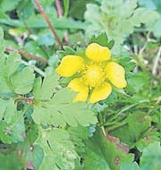 Die Blüten sind gelb.